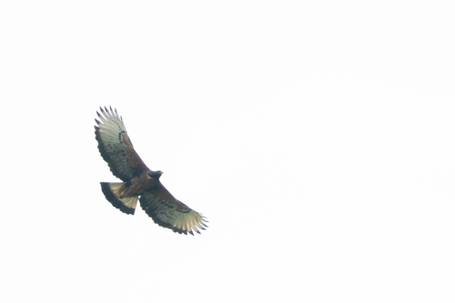 Black-and-chestnut Eagle (Spizaetus isidori), photo 3