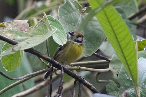Rufous-crowned Tody-Flycatcher (Poecilotriccus ruficeps)