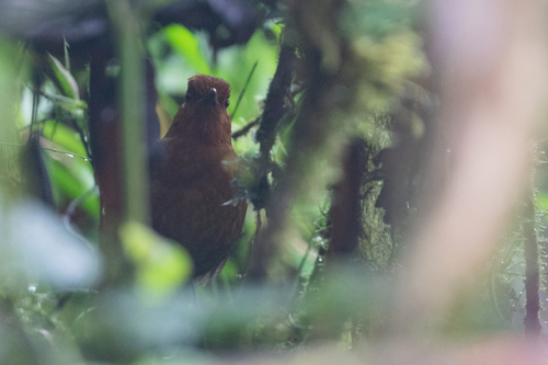 Chami Antpitta (Grallaria alvarezi), photo 4