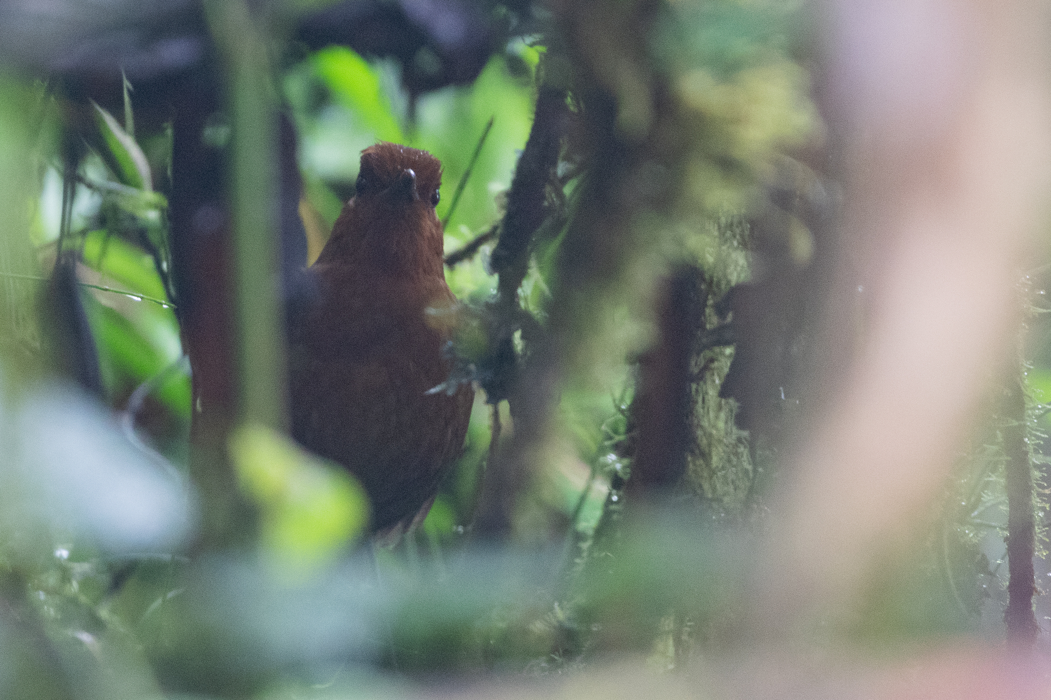 Chami Antpitta (Grallaria alvarezi), photo 5