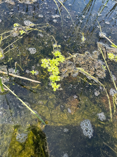 Winged water-starwort (Callitriche marginata)