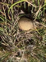 Scleroderma citrinum