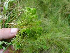 Sphagnum fallax