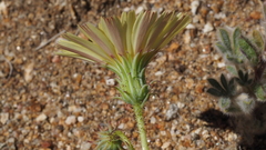 Calycoseris parryi