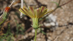 Calycoseris parryi