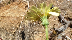 Calycoseris parryi
