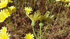 Calycoseris parryi