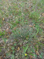 Festuca trachyphylla
