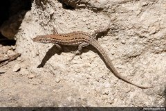 Podarcis guadarramae guadarramae