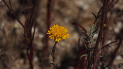 Chaenactis glabriuscula glabriuscula