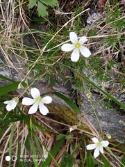 Arenaria grandiflora