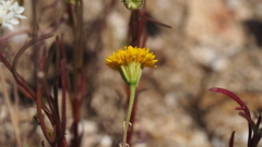 Chaenactis glabriuscula glabriuscula