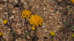 Chaenactis glabriuscula glabriuscula