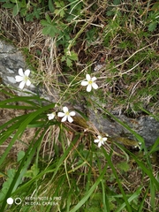 Arenaria grandiflora
