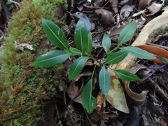Doratoxylon apetalum