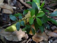 Doratoxylon apetalum