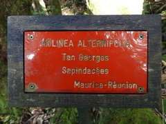 Molinaea alternifolia image