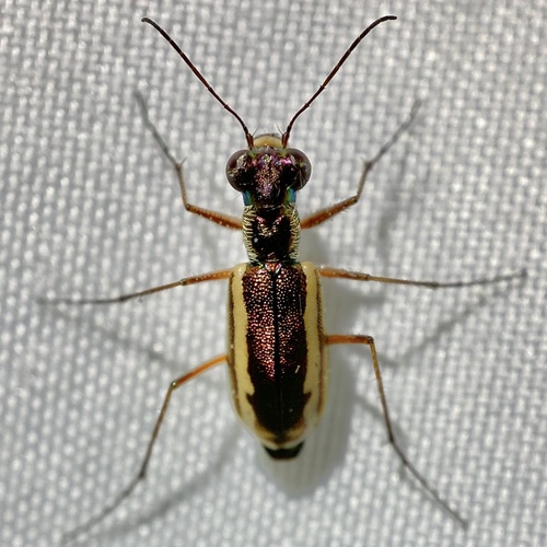 White-striped Tiger Beetle photo 5