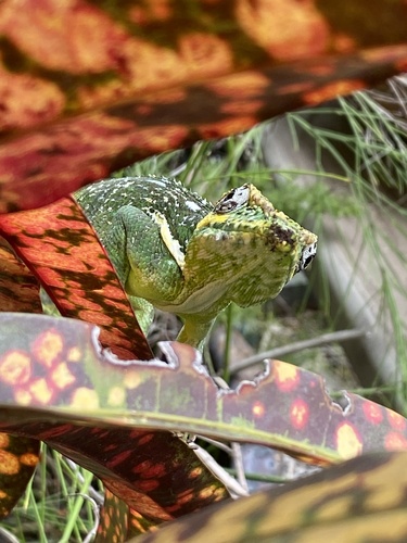 Anolis equestris observed 2025-04-20