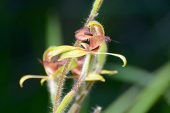 Caladenia discoidea