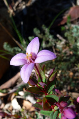 Boronia ovata