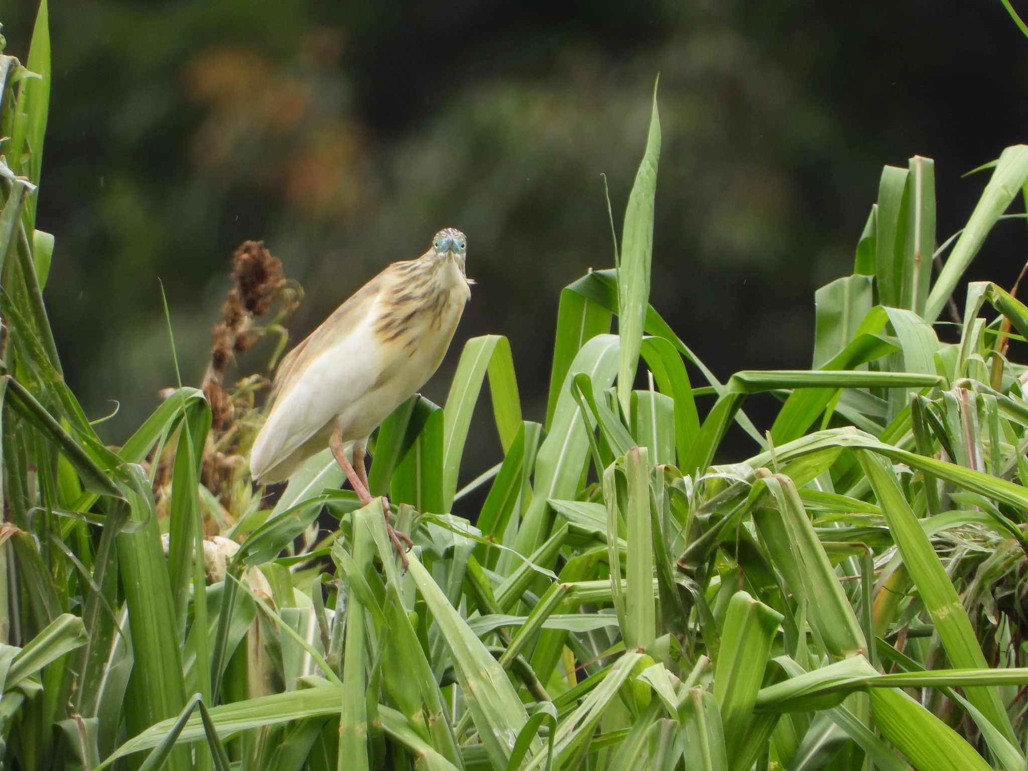 Malagasy Pond Heron (Ardeola idae), photo 2