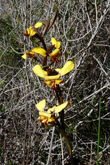 Diuris hazeliae
