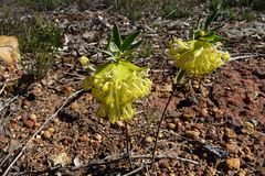 Pimelea suaveolens