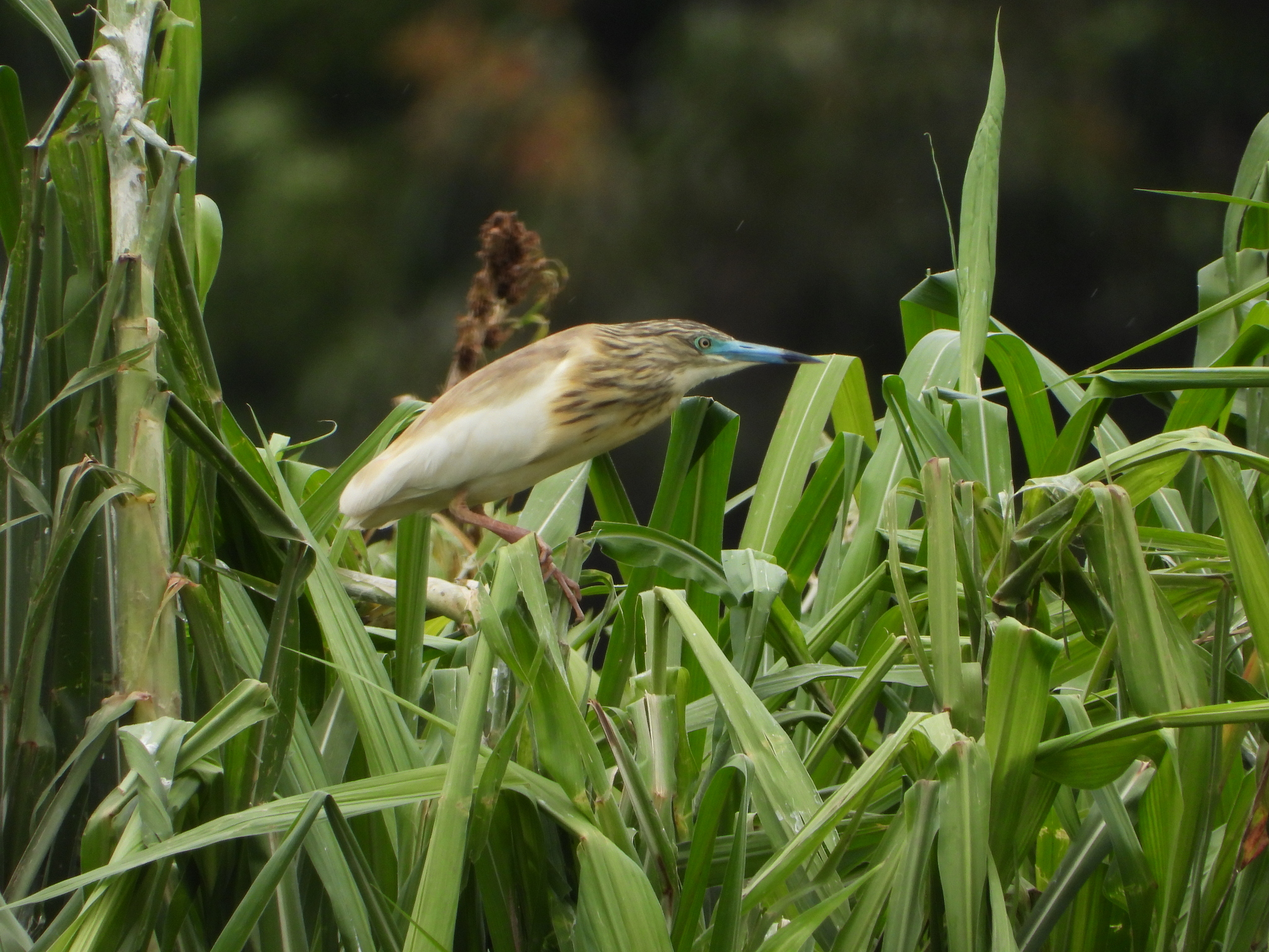 Malagasy Pond Heron (Ardeola idae), photo 1