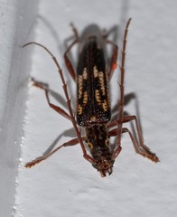 Coptocercus rubripes