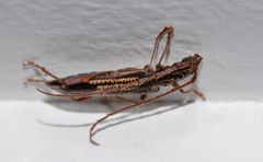Coptocercus rubripes