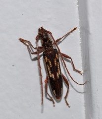 Coptocercus rubripes