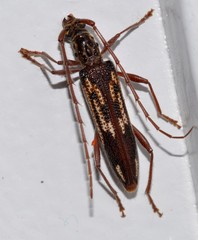 Coptocercus rubripes