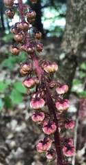 Pterospora andromedea image