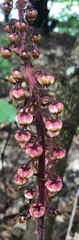 Pterospora andromedea image