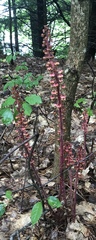 Pterospora andromedea image