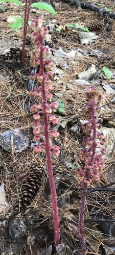Pterospora andromedea image