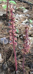 Pterospora andromedea image