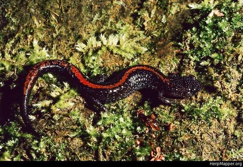 Ozark Zigzag Salamander