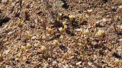 Leptosiphon lemmonii