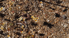 Leptosiphon lemmonii