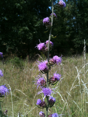 Liatris aspera