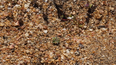 Nemacladus breviflorus