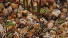 Nemacladus breviflorus