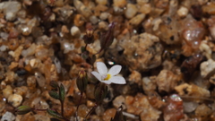 Nemacladus breviflorus