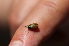 Labidostomis longimana