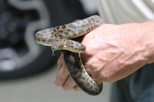 Spotted Python sighting