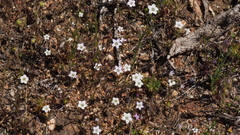 Saltugilia australis