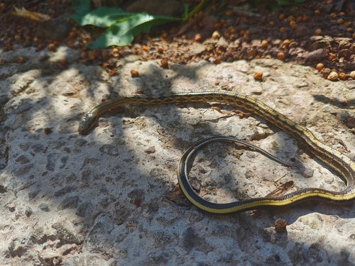 Beauty Ratsnake