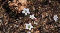 Saltugilia australis